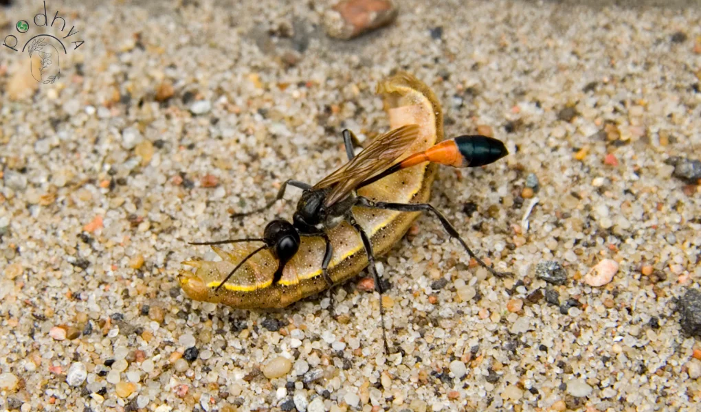 Parasitic Wasps: Natural Pest Control in Garden 3 Parasitic Wasps: Nature's Secret Weapon for Pest Control in Your Garden