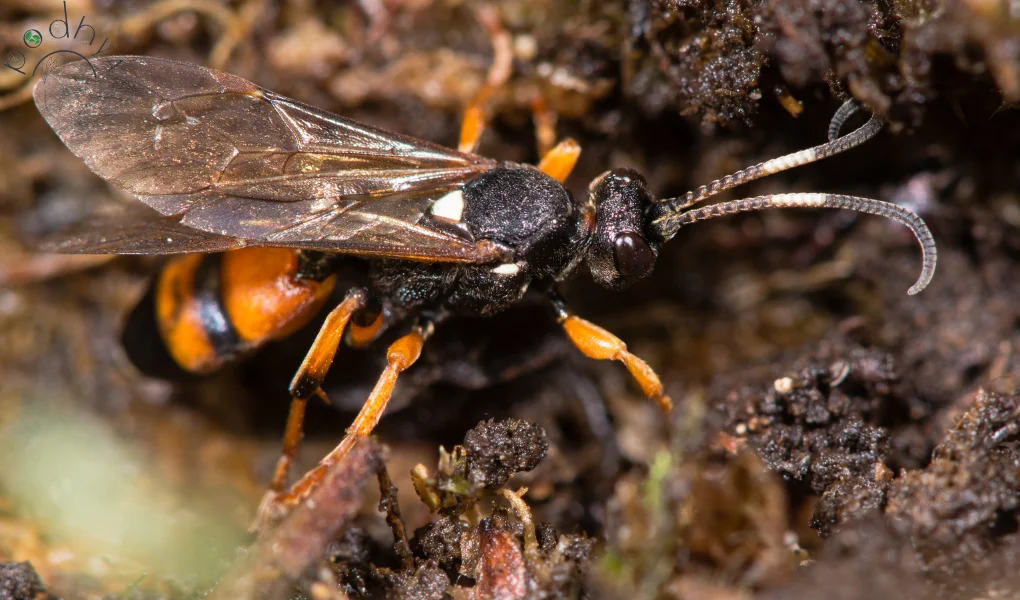 Parasitic Wasps: Natural Pest Control in Garden 4 Parasitic Wasps: Nature's Secret Weapon for Pest Control in Your Garden