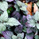 Secrets of Thriving Purple Waffle Plant Care! 10 Purple Waffle Plant Care