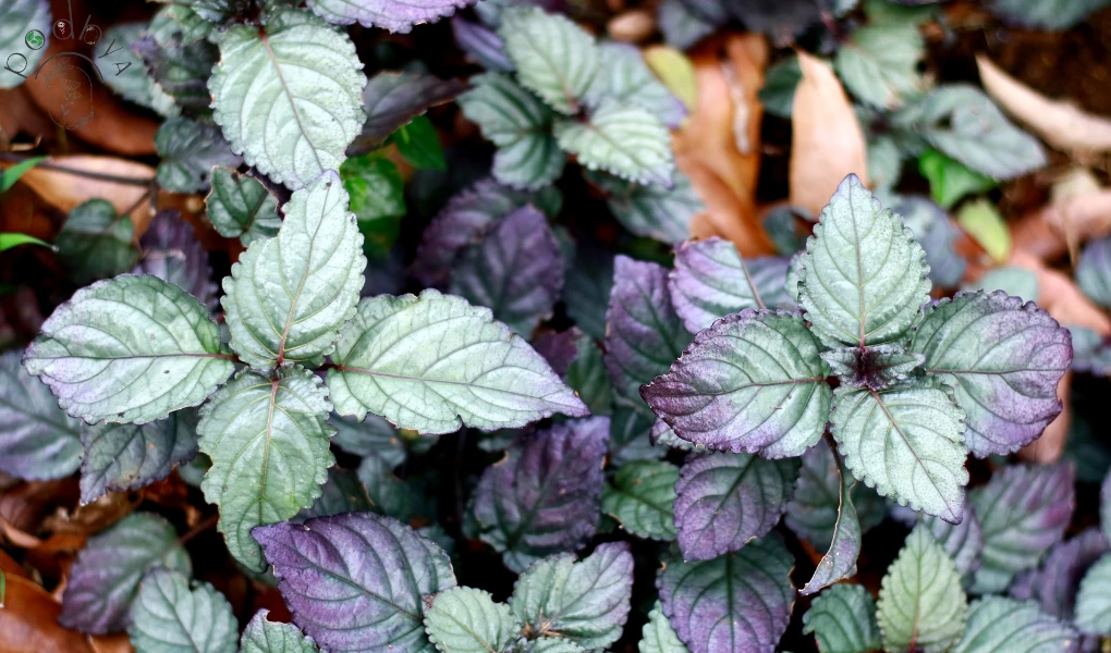 Secrets of Thriving Purple Waffle Plant Care! 2 Purple Waffle Plant Care