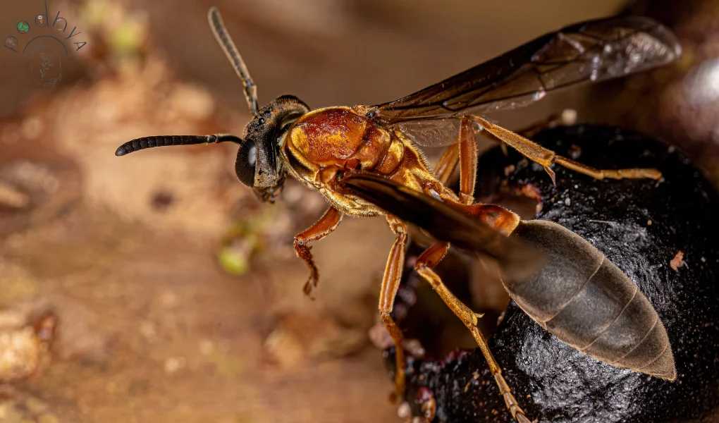 Parasitic Wasps: Natural Pest Control in Garden 6 Parasitic Wasps: Nature's Secret Weapon for Pest Control in Your Garden