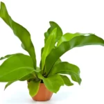 Hurricane Fern Care: A Comprehensive Guide 12 Hurricane Fern