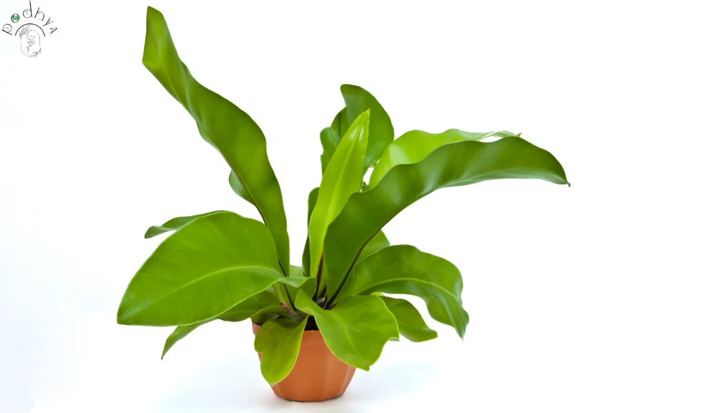 Hurricane Fern Care: A Comprehensive Guide 11 Hurricane Fern