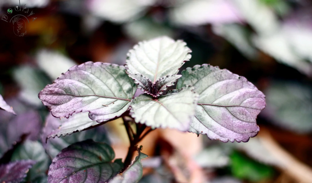 Secrets of Thriving Purple Waffle Plant Care! 3 Purple Waffle Plant Care