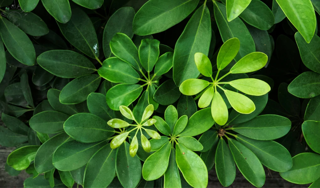 How to Propagate Umbrella Plant: A Beginner's Guide - podhya.com