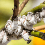 Mealybugs: How to Identify, Control and Prevent Infestations
