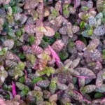 Secrets of Thriving Purple Waffle Plant Care! 9 Purple Waffle Plant Care