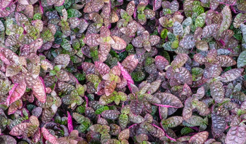 Secrets of Thriving Purple Waffle Plant Care! 5 Purple Waffle Plant Care