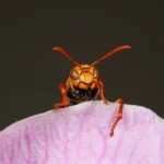 Parasitic Wasps: Natural Pest Control in Garden 17 Parasitic Wasps: Nature's Secret Weapon for Pest Control in Your Garden