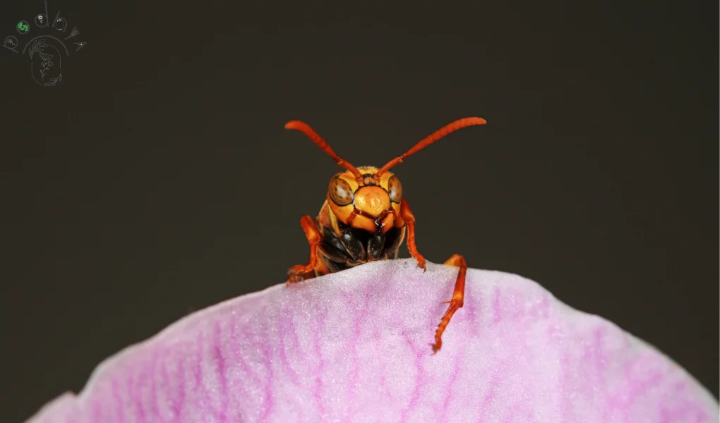 Parasitic Wasps: Natural Pest Control in Garden 8 Parasitic Wasps: Nature's Secret Weapon for Pest Control in Your Garden