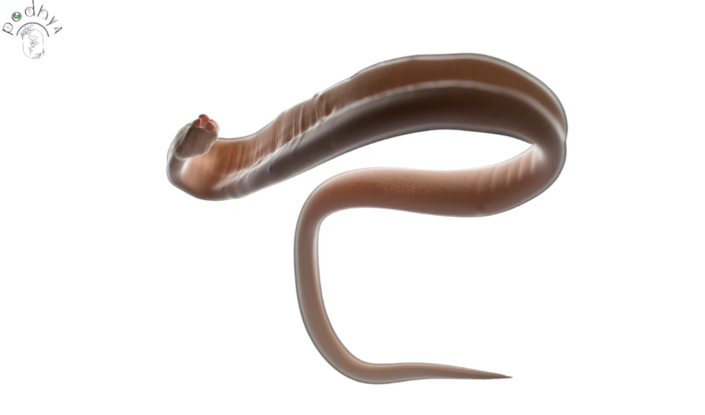 Nematodes: The Unsung Heroes of your garden - podhya.com