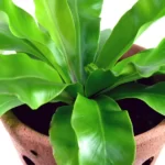 Hurricane Fern Care: A Comprehensive Guide 14 Hurricane Fern