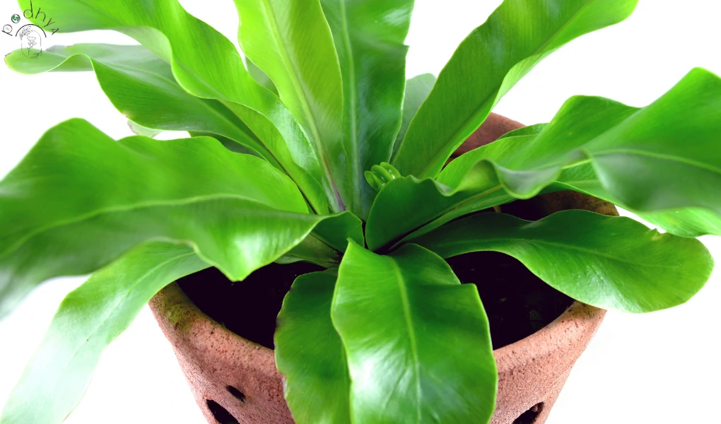 Hurricane Fern Care: A Comprehensive Guide 6 Hurricane Fern