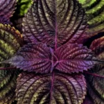Secrets of Thriving Purple Waffle Plant Care! 8 Purple Waffle Plant Care