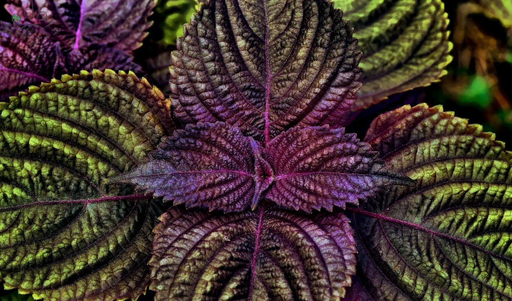 Secrets of Thriving Purple Waffle Plant Care! 6 Purple Waffle Plant Care