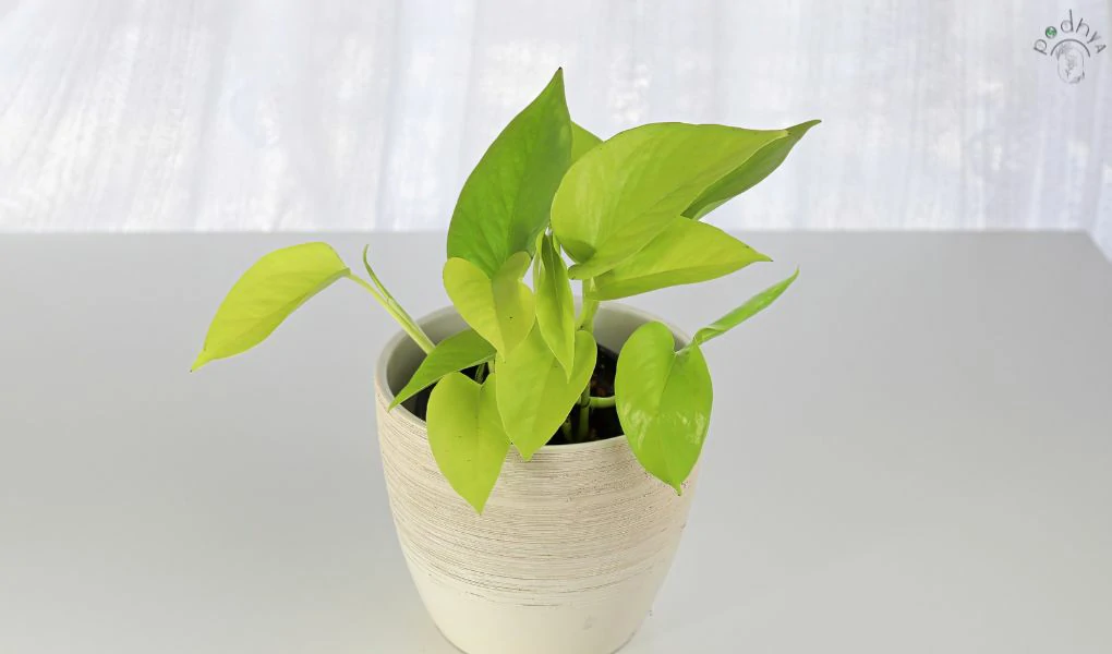 "10 Surprising Health Benefits of Pothos You Never Knew About!" 3 Neon Pothos: Care, Maintenance, and Propagation