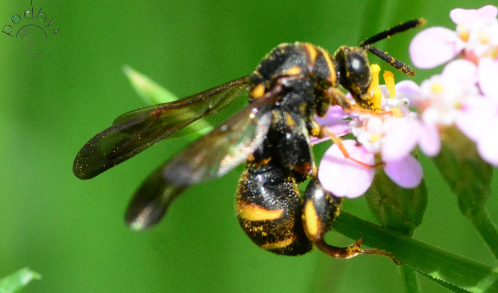 Parasitic Wasps: Natural Pest Control in Garden 10 Parasitic Wasps: Nature's Secret Weapon for Pest Control in Your Garden