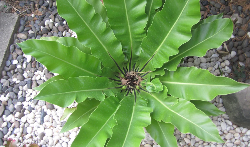 Hurricane Fern Care: A Comprehensive Guide 2 Hurricane Fern