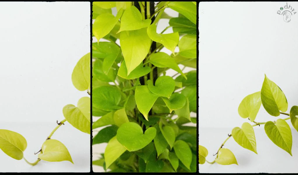 Neon Pothos: Care, Maintenance, and Propagation 6 Neon Pothos: Care, Maintenance, and Propagation