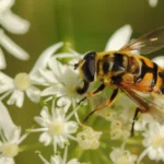 Parasitic Wasps: Natural Pest Control in Garden 13 Parasitic Wasps: Nature's Secret Weapon for Pest Control in Your Garden