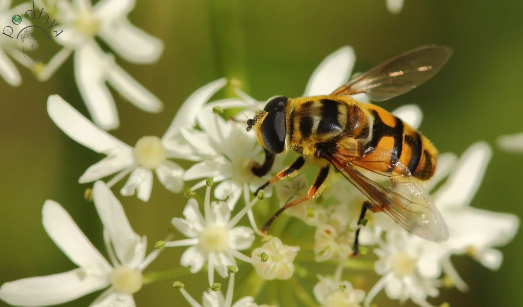 Parasitic Wasps: Natural Pest Control in Garden 7 Parasitic Wasps: Nature's Secret Weapon for Pest Control in Your Garden