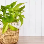 Neon Pothos: Care, Maintenance, and Propagation 14 Neon Pothos: Care, Maintenance, and Propagation