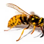 Parasitic Wasps: Natural Pest Control in Garden 14 Parasitic Wasps: Nature's Secret Weapon for Pest Control in Your Garden