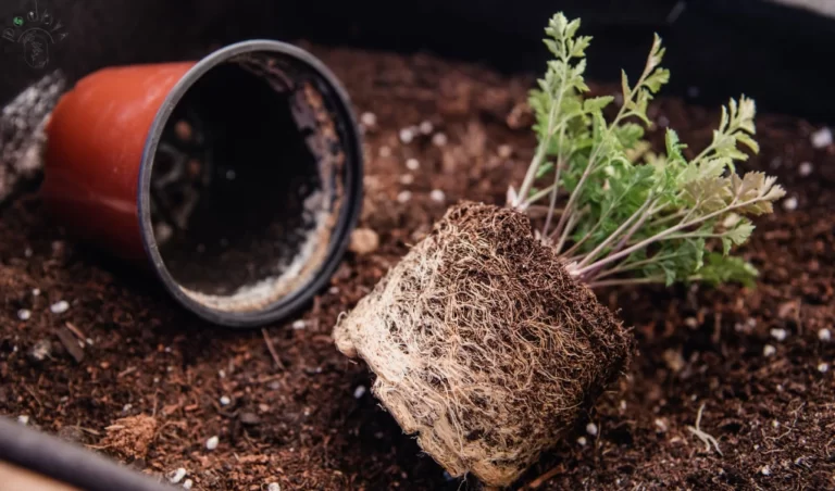 soil requirement and Root Rot