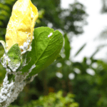 Insecticidal soap is a safe and effective way to control mealybugs on your plants.