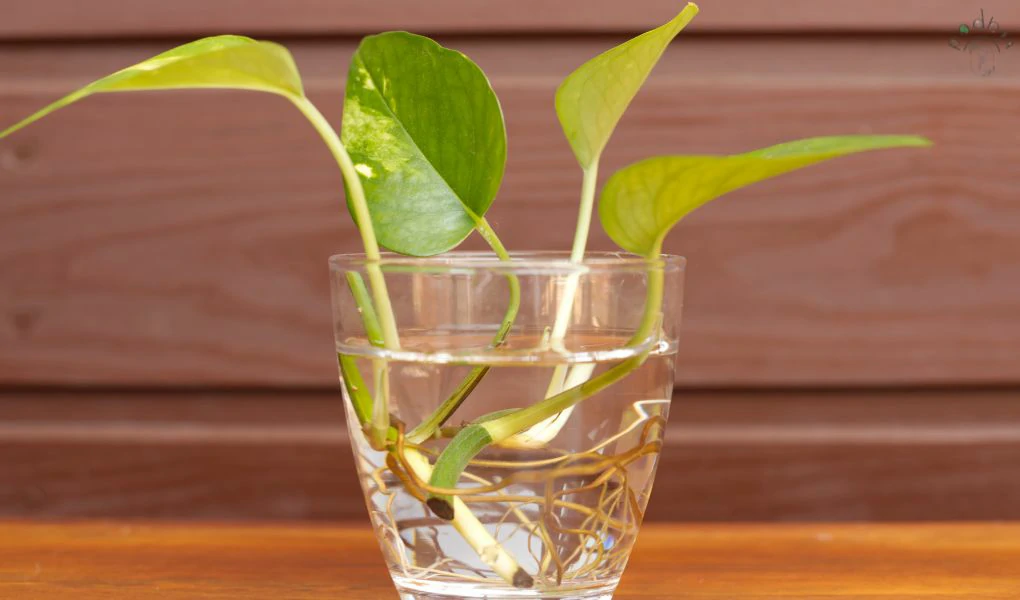 Neon Pothos: Care, Maintenance, and Propagation 9