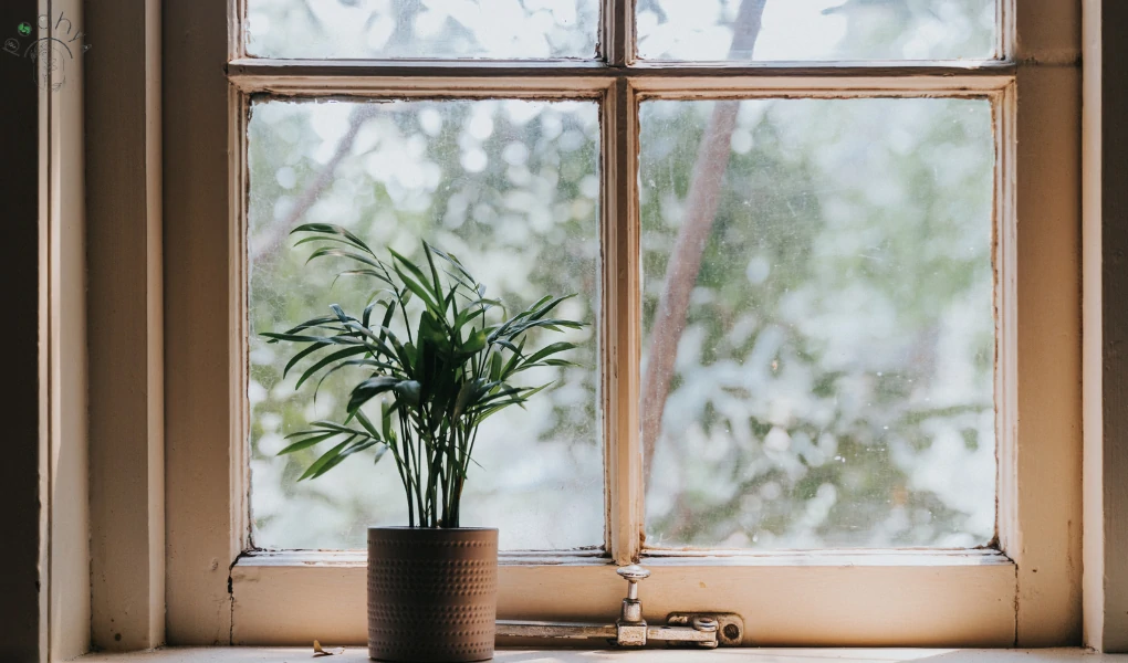 Best Plants for Small Gardens 15 Hurricane Fern light requirement