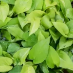Neon Pothos: Care, Maintenance, and Propagation 11 Neon Pothos: Care, Maintenance, and Propagation