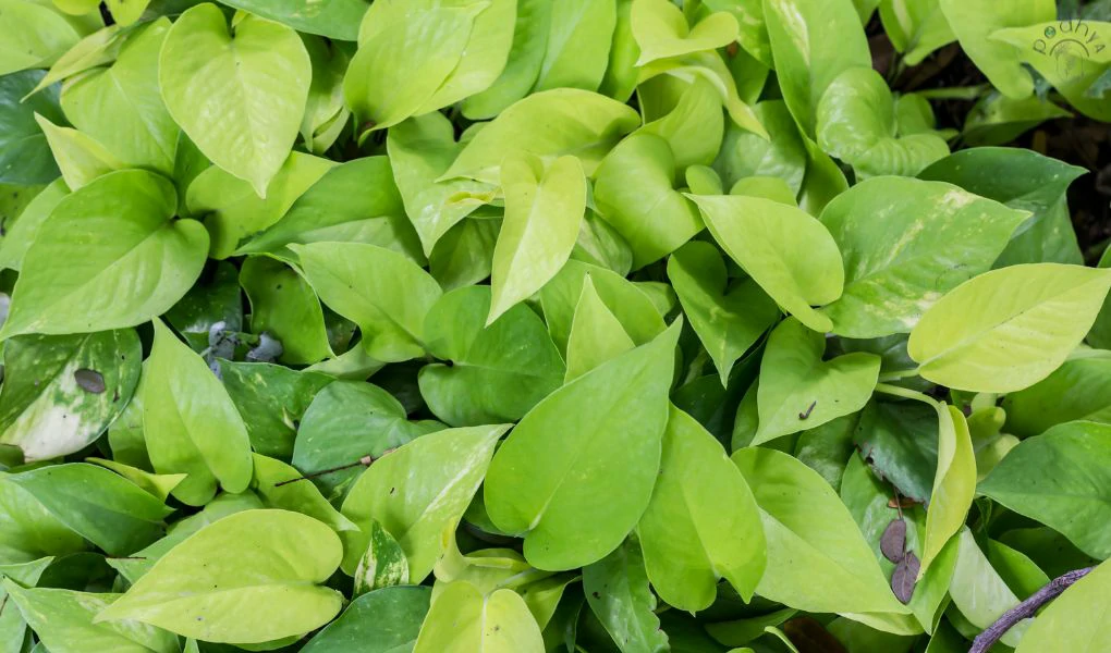 Neon Pothos: Care, Maintenance, and Propagation 4 Neon Pothos: Care, Maintenance, and Propagation