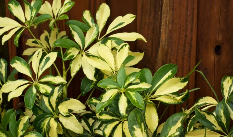 variegated umbrella plant