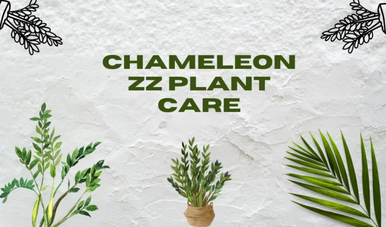 Chameleon ZZ Plant
