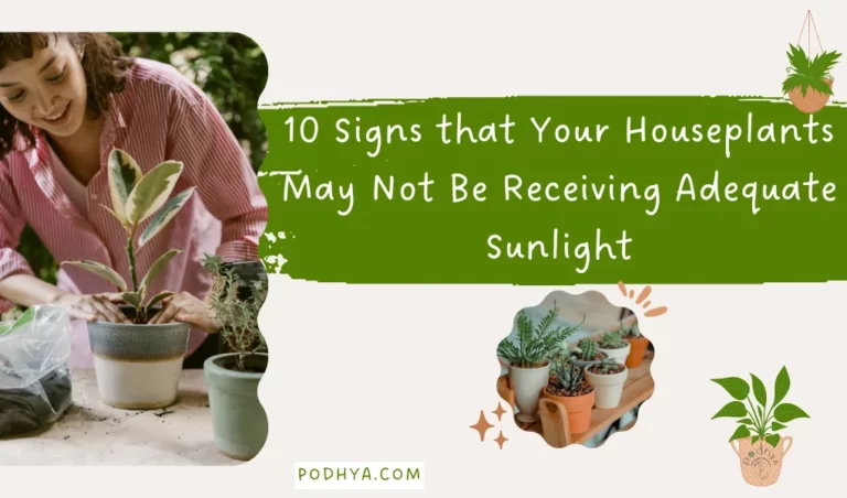 signs that houseplants need sunlight