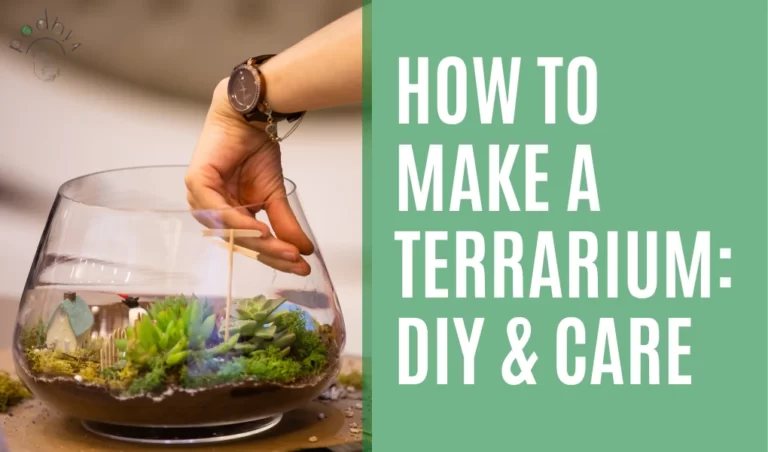 How to make a terrarium