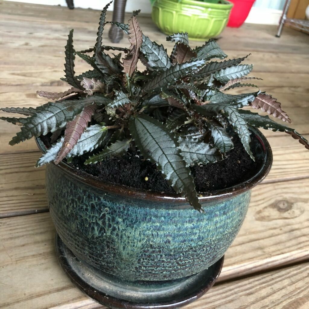 Dark Mystery Plant: The Secrets of Nature's Enigma 3 Dark Mystery Plant