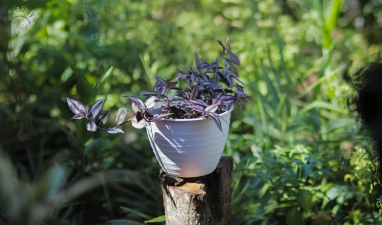 Tradescantia Zebrina Propagation: Tips and Tricks