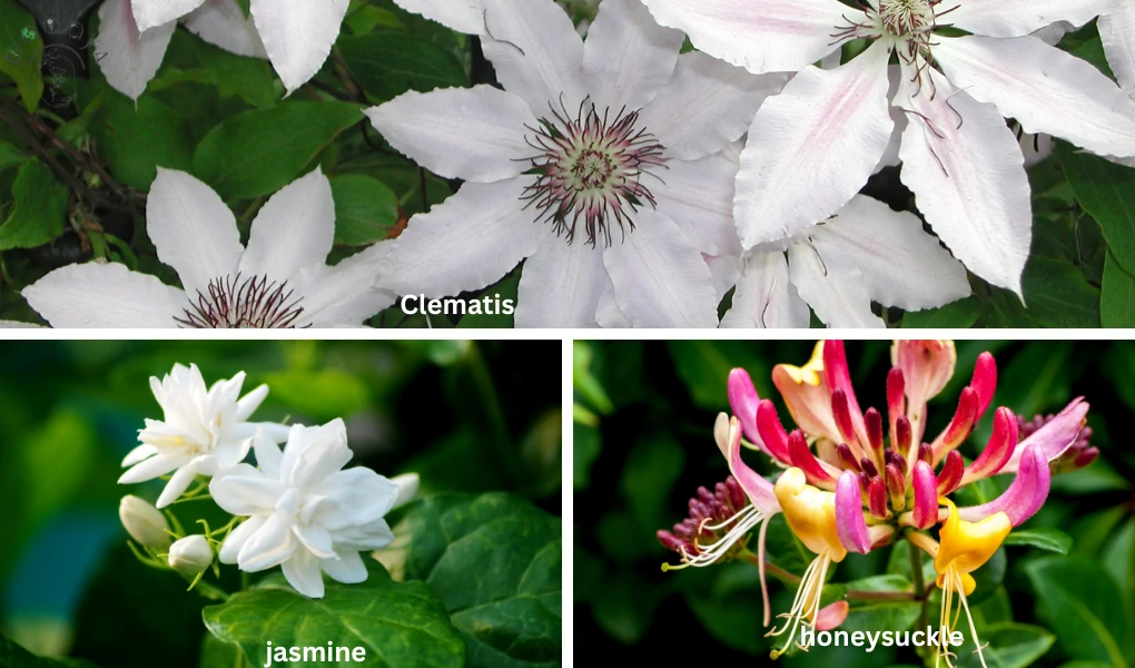 Best Plants for Small Gardens 5 clematis, jasmine, and honeysuckle are the Best Plants for Small Gardens