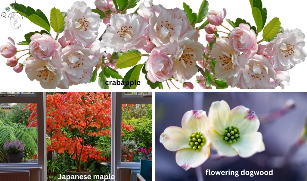 Best Plants for Small Gardens 6 Japanese maple (Acer palmatum), Flowering dogwood (Cornus florida), Best Plants for Small Gardens