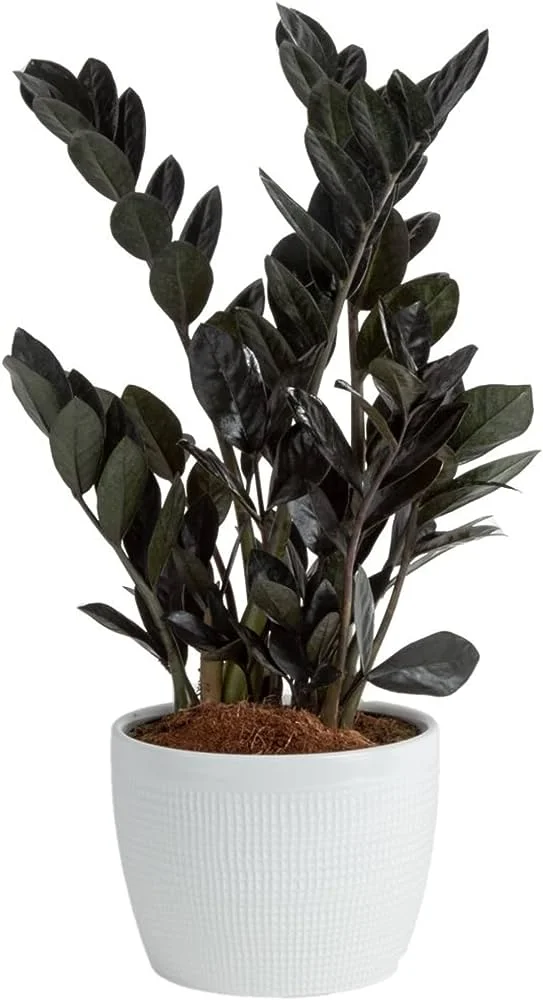 The Raven ZZ Plant: The Must-Have Houseplant Trend 4 zz plant