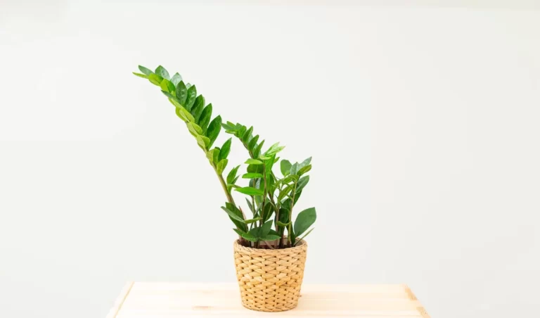 Chameleon ZZ Plant , ZZ Plant Drooping