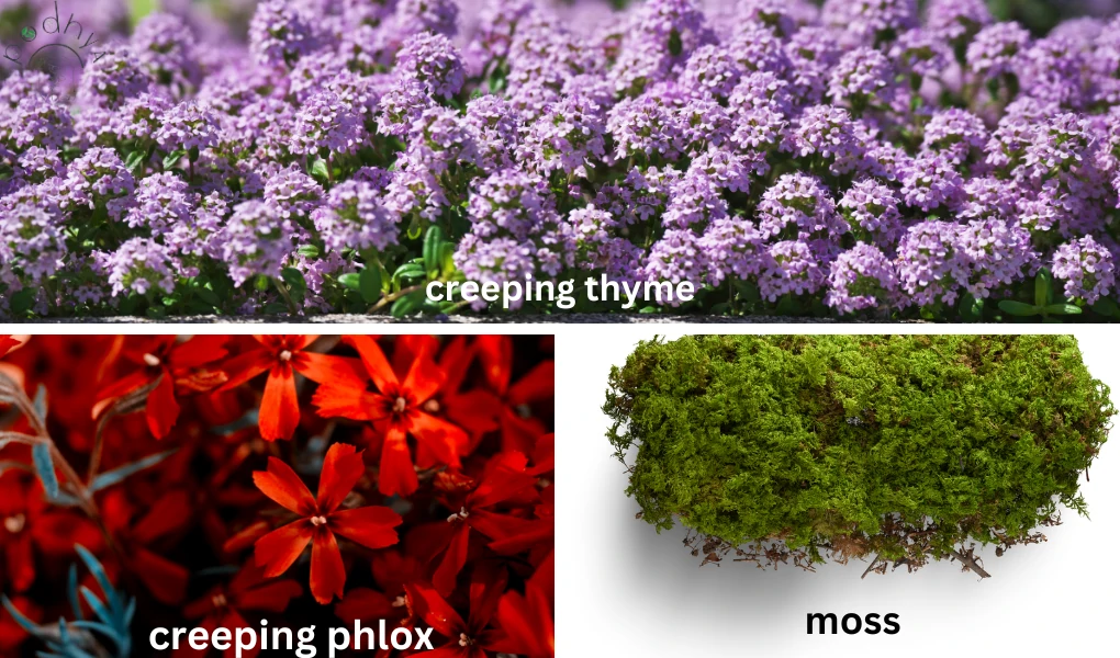 Best Plants for Small Gardens 8 Best Plants for Small Gardens