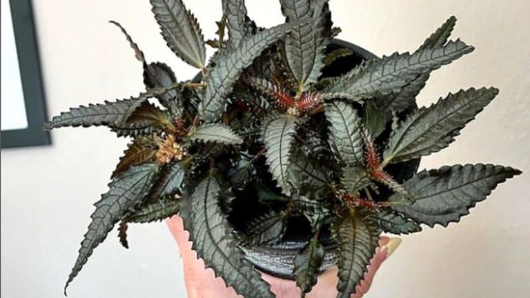 Dark Mystery Plant