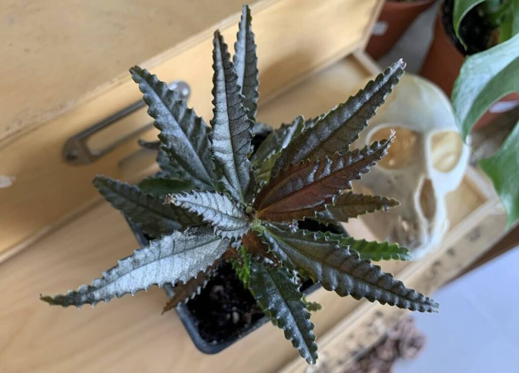 Dark Mystery Plant: The Secrets of Nature's Enigma 5 Dark Mystery Plant