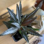 Dark Mystery Plant: The Secrets of Nature's Enigma 13 Dark Mystery Plant