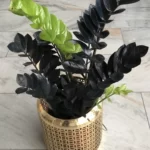 Can ZZ Plants Live Outside? 11 raven zz plant