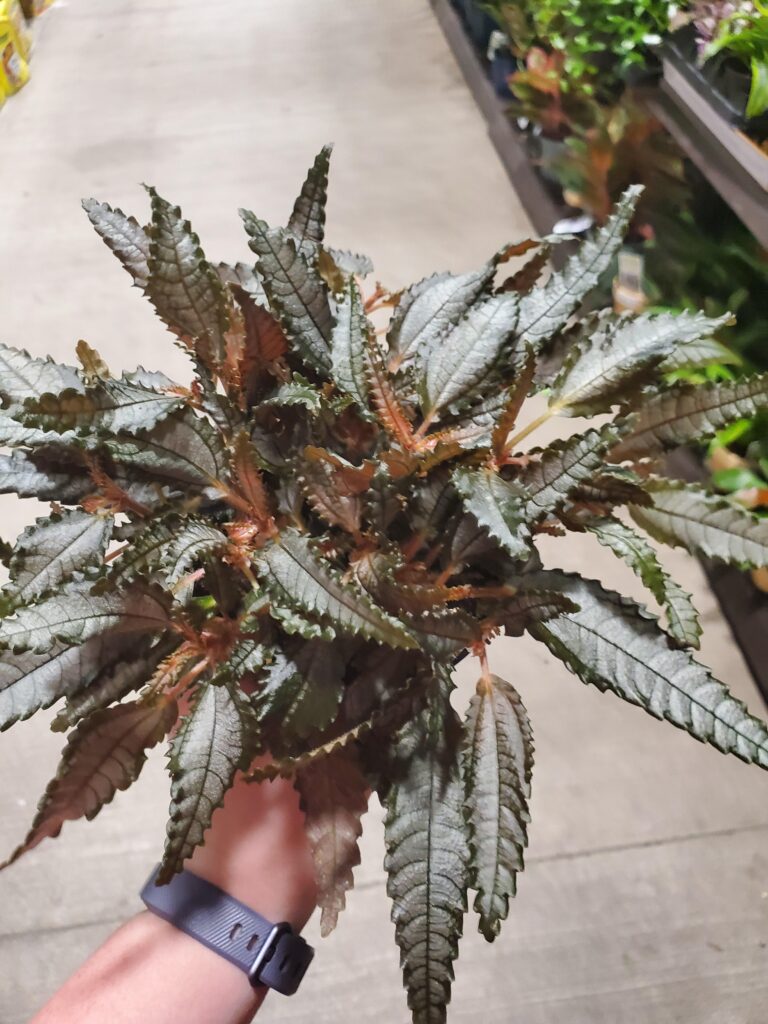 Dark Mystery Plant: The Secrets of Nature's Enigma 6 Dark Mystery Plant