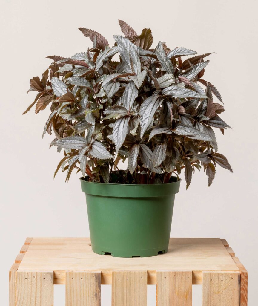 Dark Mystery Plant: The Secrets of Nature's Enigma 9 Dark Mystery Plant